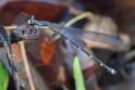 Palaemnea sp (a Shadowdamsel)-3.jpg